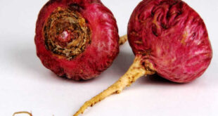 Maca Morada, Linderung der Symptome der Prämenopause und des PMS
