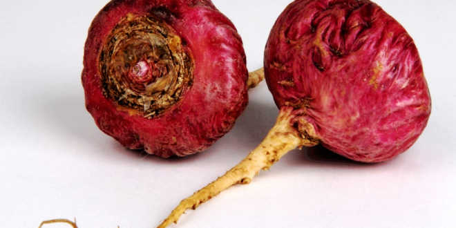 Maca Morada, Linderung der Symptome der Prämenopause und des PMS Maca Morada, Linderung der Symptome der Prämenopause und des PMS