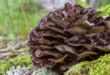 Vorteile und Eigenschaften des Maitake-Pilzes für den Körper