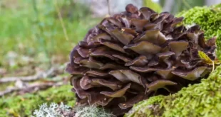 Vorteile und Eigenschaften des Maitake-Pilzes für den Körper