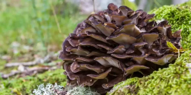 Vorteile und Eigenschaften des Maitake-Pilzes für den Körper Vorteile und Eigenschaften des Maitake-Pilzes für den Körper