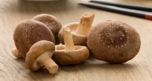 Shiitake-Pilz: Eigenschaften, Vorteile und Gegenanzeigen