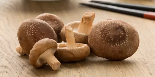 Shiitake-Pilz: Eigenschaften, Vorteile und Gegenanzeigen
