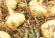 Maca Amarilla - Steigert deine Energie