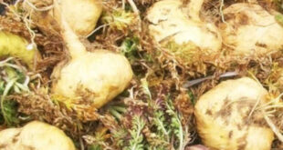 Maca Amarilla - Steigert deine Energie