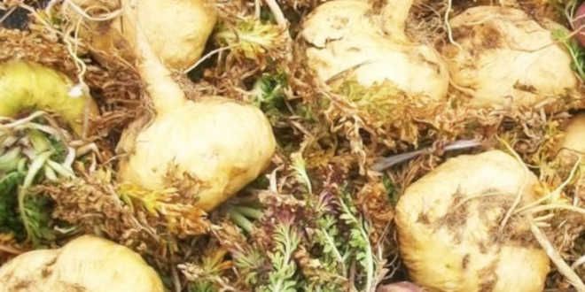 Maca Amarilla – Steigert deine Energie Maca Amarilla – Steigert deine Energie