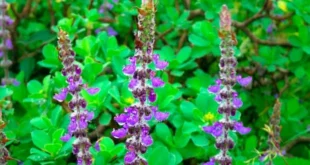 Coleus Forskohlii, was ist das, welche Vorteile hat es für die Gesundheit