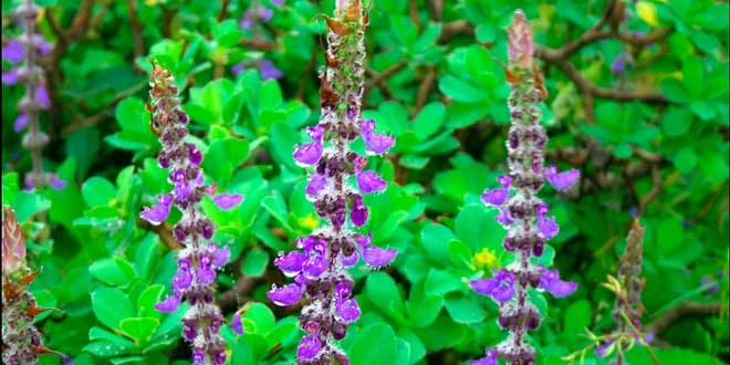 Coleus Forskohlii, was ist das, welche Vorteile hat es für die Gesundheit Coleus Forskohlii, was ist das, welche Vorteile hat es für die Gesundheit