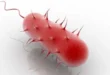 Helicobacter Pylori, Was ist das, Welche Symptome hat es, Wie man es heilt