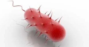 Helicobacter Pylori, Was ist das, Welche Symptome hat es, Wie man es heilt