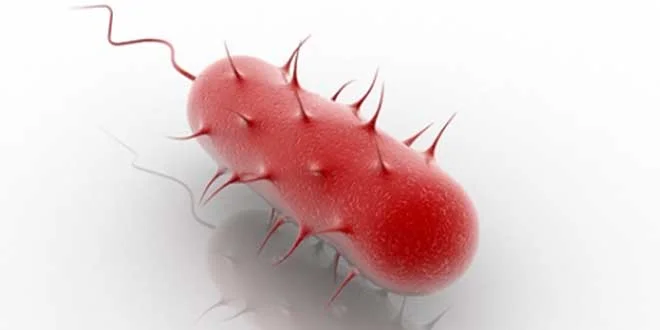 Helicobacter Pylori, Was ist das, Welche Symptome hat es, Wie man es heilt