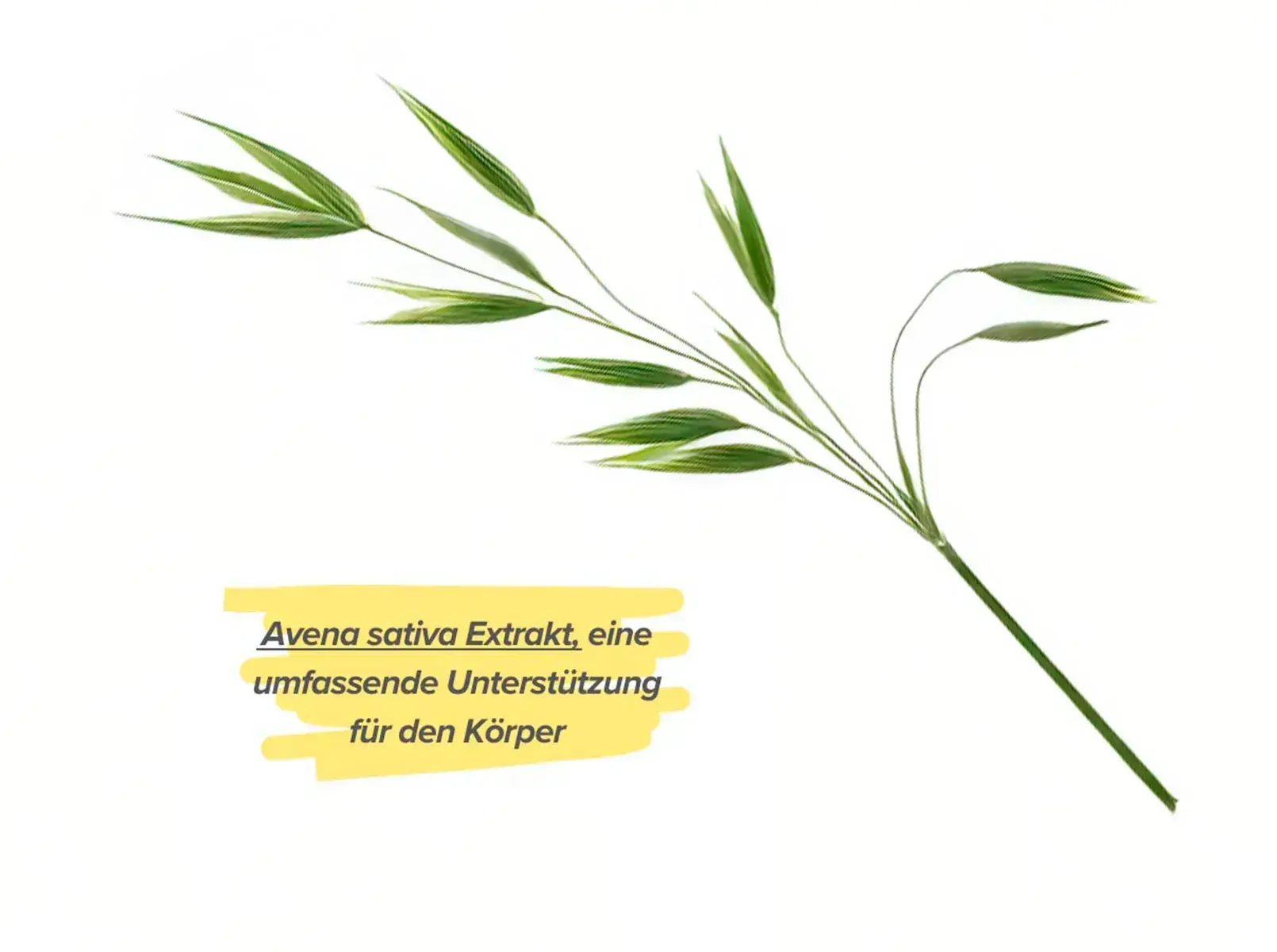 Positive Effekte von Avena sativa auf die Gesundheit