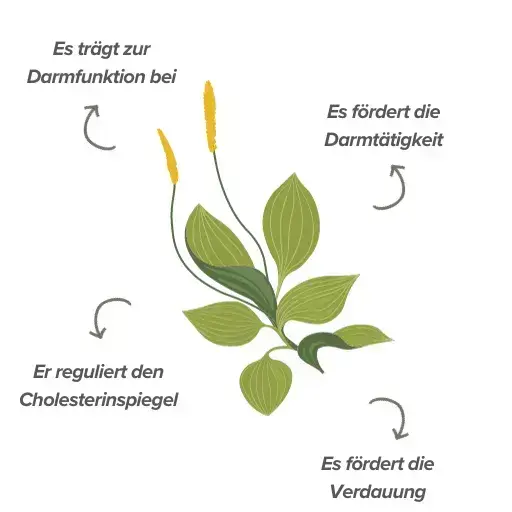 Funktionen von Psyllium Husk Funktionen von Psyllium Husk
