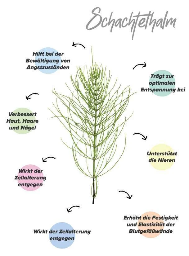 Funktionen von Schachtelhalm