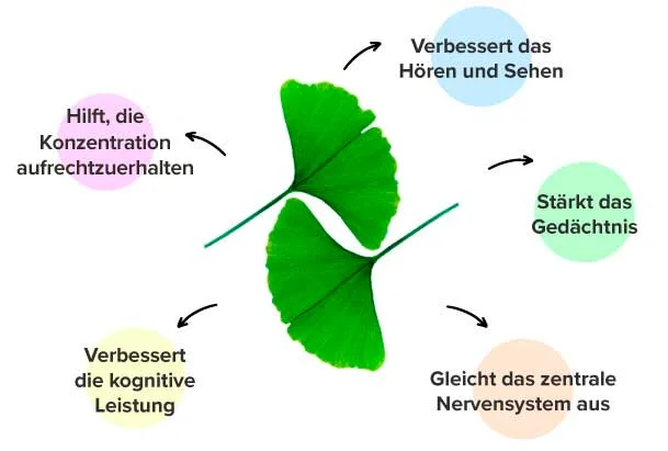 Wirkungen von Ginkgo-Pr&auml;paraten