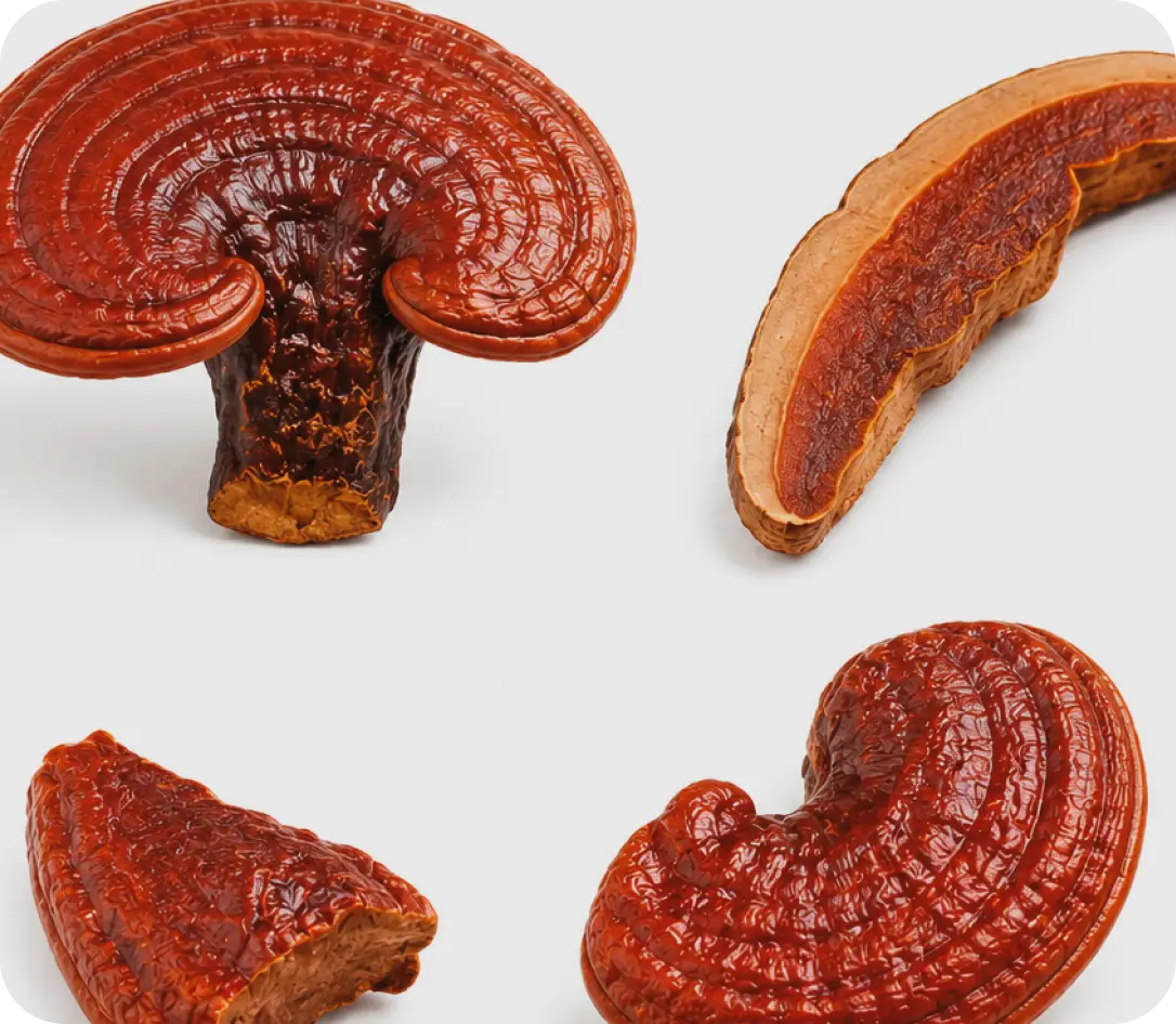Hochkonzentrierter Reishi-Extrakt