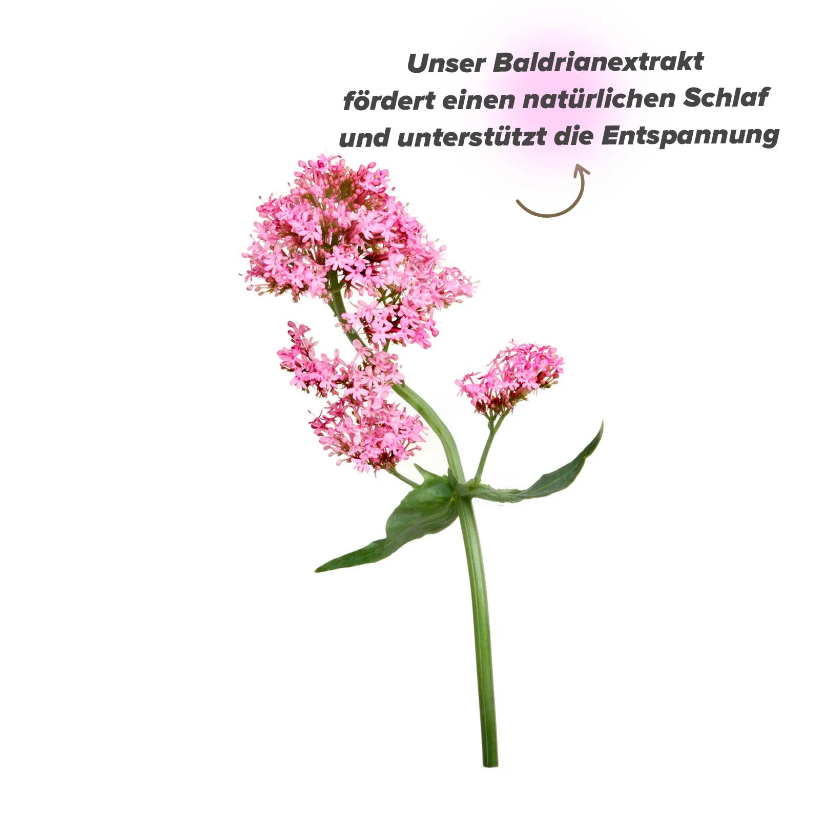 Wirkungen von Baldrian