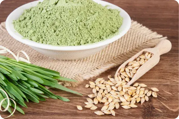 Gerstengras kaufen HSN