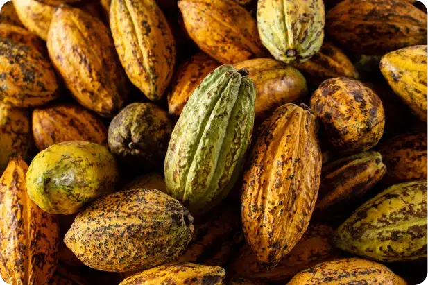 Kakao f&uuml;r die Gesundheit des K&ouml;rpers