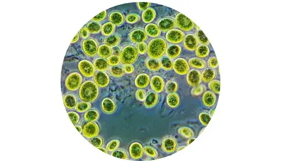 Energie für die Zellen