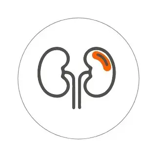 Befreit den Körper von Schadstoffen