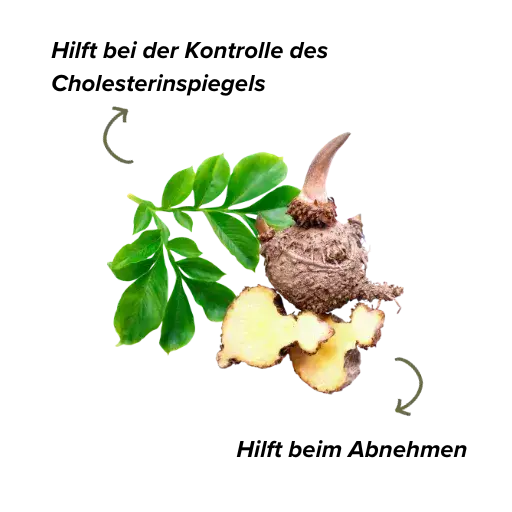 Funktionen von Glucomannan f&uuml;r die Gesundheit