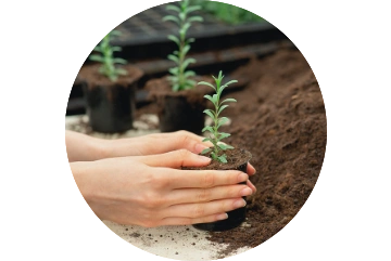 Die Bedingungen für die Ernte