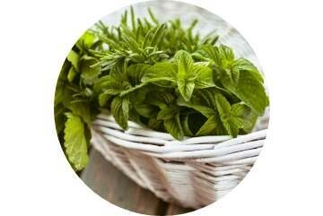 Die ausgewählte Pflanze.