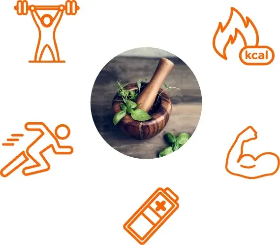 Welche Funktionen haben nat&uuml;rliche Anabolika und was bewirken sie im K&ouml;rper?