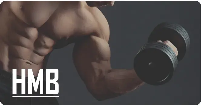 Wozu dient Beta-Hydroxy-Beta-Methylbutyrat oder Leucin?