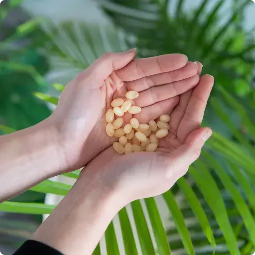 Wirkungen von Saw Palmetto auf den Organismus Wirkungen von Saw Palmetto auf den Organismus